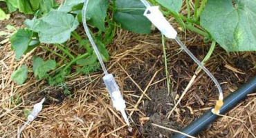 Vlastní kapková závlaha pro okurky z plastových lahví